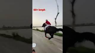 Marwari horse danni  sire by stallion danna at top speed / fastest marwari horse