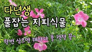 다년생 지피식물 한번 심어보세요 해마다 풀을 잡아줘요