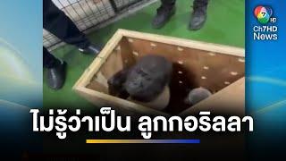 บุกค้นฟาร์ม สั่งนำเข้า "ลูกกอริลลา" เจ้าของลั่น ตนไม่รู้ ! | ข่าวภาคค่ำ