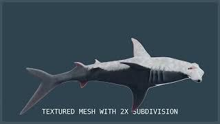 Hammerhead Shark Animations