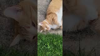 My Tabby Cat when I'm home from work #yt #cats #cutecats