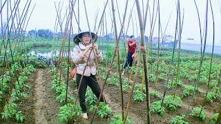 Kỹ thuật làm giàn cho cây cà chua - Techniques for making trellis for tomato plants #17