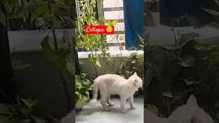 Cat #trendingshorts #unfreezemyacount #trendingshorts 0#viralvideos #subscribe