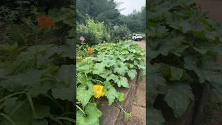 심지도 않은 호박이 정원에서 자라고 있어요. #이민생활 #테네시 #garden #호박