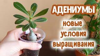 Адениумы новые условия выращивания | Посеяла семена сортовых Адениумов