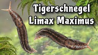 Tigerschnegel Limax Maximus Unboxing und ein paar Infos #schnegel #slugs