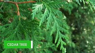 Fragrant Plants For  Outdoor Aromatherapy  - TN Nursery