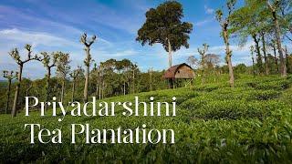 Exploring the Serenity of Priyadarshini Tea Plantation: A Journey Through Green Hills