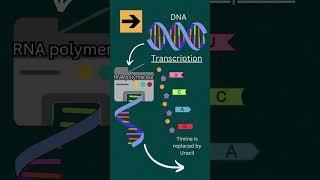Ep2_Central Dogma in 60 s #scienceshorts #biology #molecularbiology #shorts #dna #rna #protein