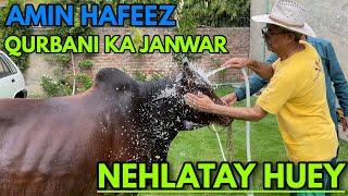 Amin Hafeez Qurbani Ke Janwar Ko Nehlatay Huey | Amin Hafeez