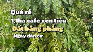 Quá rẻ cho mảnh vườn 1,1ha cafe xen tiêu bằng phẳng , ngay dân cư, ôm đường nhiều