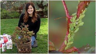 How to Control Aphids! ‍️// Garden Answer