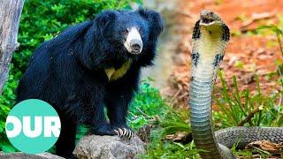 Discovering the Exotic Wildlife of India | Our World