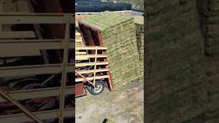 stacking hay new holland bale wagon cummins swap #farming