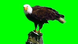 BALD EAGLE - GREEN SCREEN ANIMALS - FREE