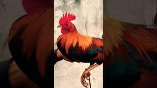 lemon sweater napaka pogi #rooster #chicken #roosterfarm