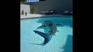 Why Is There a Shark in This Pool?