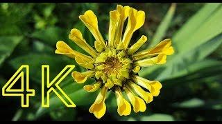 Zinnia Elegans - Images with Orange, Pink and Yellow Zinnia - Flower #2