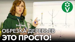 КАК ОБРЕЗАТЬ МОЛОДЫЕ ДЕРЕВЬЯ В САДУ? Самое простое и понятное видео об обрезке для начинающих