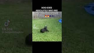 Dog does 4 backflips meme