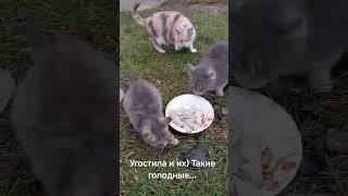 Покормила бездомных котиков