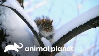 ¿Cómo encuentran sus frutos secos las ardillas? | Los Secretos del Mundo Animal | Animal Planet