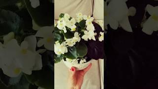#decoration #myhome #flowers #white  #amazing #homedecor #inspiration #plants #beautiful #diy
