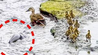 Mother duck notices that one baby is missing / Meet a big fish