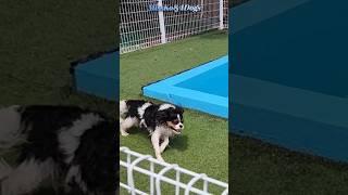 누가 얘좀 말려주세효 | Cavalier King Charles Spaniel | 애견전용 캠핑장 | 킹찰스 레오 | 서울근교 애견캠핑장 | 라포레 캠핑장