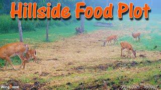 Building Soil on Hillside Food Plot: Compost, Mulch, and More!