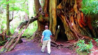Big Cedar Tree