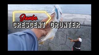 ML902 EP 4: SEAWALL CASTING CAUGHT A JUMBO CRESCENT GRUNTER +1 NEW SUBSCRIBER TODAY. THANKS