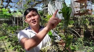 Sai lầm khi mua lan, những ai mới chơi nên tránh