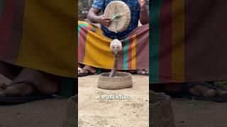 Snake Charming: How Does It Work?
