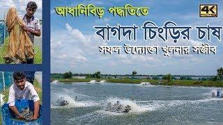 আধা নিবিড় পদ্ধতিতে বাগদা চিংড়ি চাষে সফল খুলনার সজীব/  Semi-intensive Bagda farming #Balaram_Mahalder