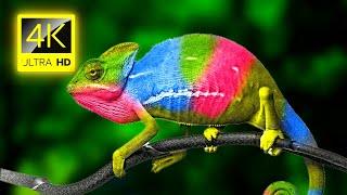 Chameleon - 4K Video - Chameleon Changing Color - 4K Animals Collection with Nature Sounds