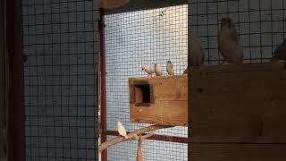 Mix Bird Aviary Cockatiel and Finches