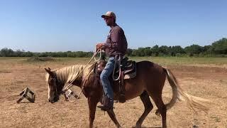 Riding a Green Horse Outside of The Arena