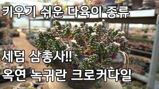 키우기 쉬운 다육이 종류 다육식물 세덤 삼총사 추천 옥연 녹귀란 크로커다일