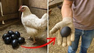 [Full Story] Chicken Began to Lay Black Eggs, Worker Discovered Why and Called 911!