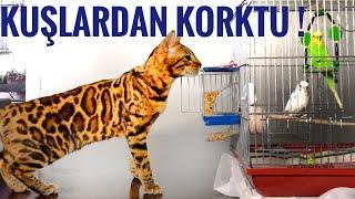 KEDİMİ İLK DEFA KUŞLARIN OLDUĞU EVE MİSAFİRLİĞE GÖTÜRDÜM MİNTİK KUŞTAN, KUŞLAR MİNTİKDEN KORKTU VLOG