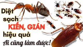 Cách diệt kiến gián đơn giản ai cũng làm được @SaigonPlace