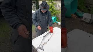 How to clean salmon with a knife sharpened on both sides