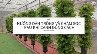 HƯỚNG DẪN TRỒNG VÀ CHĂM SÓC RAU KHÍ CANH ĐÚNG CÁCH