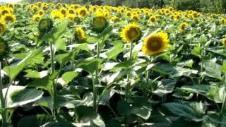 поле подсолнуха    field of blooming sunflower