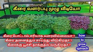 கீரை வளர்ப்பு முழுமையான வீடியோ #maadithottam #மாடிதோட்டம் #garden #விவசாயம் #கீரை