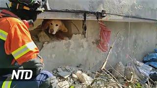 Dog coaxed from under rubble in Turkey