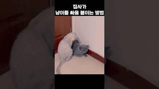 냥이 싸움 붙이는 집사