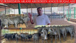 XURSHIDJON AKANI ABERDEEN ANGUS SEMENTALL BUQALARI KELDI