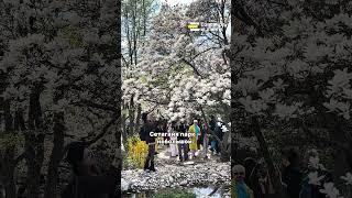 Это место в Вене обязательно нужно посетить этой весной!